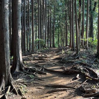 木の根で歩きづらい