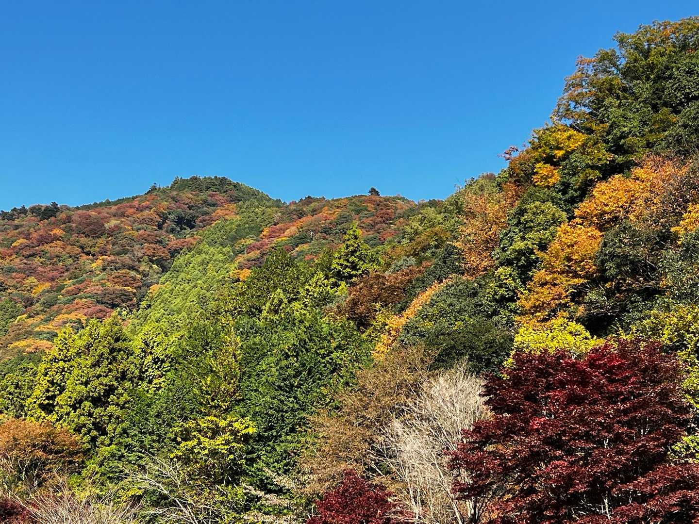 紅葉が見頃ですね
