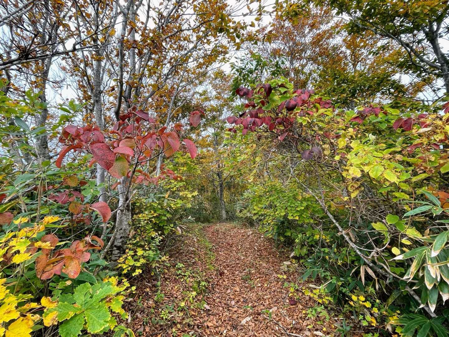 行きには余り感じませんでしたが、紅葉🍁のトンネルが続きます😊　裏切らないっすね、この山は🤗