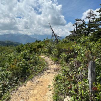 野谷荘司山山頂へ到着。
平坦な道に出て、ここらで一息休むかと思ったら実は山頂だった、という趣き。