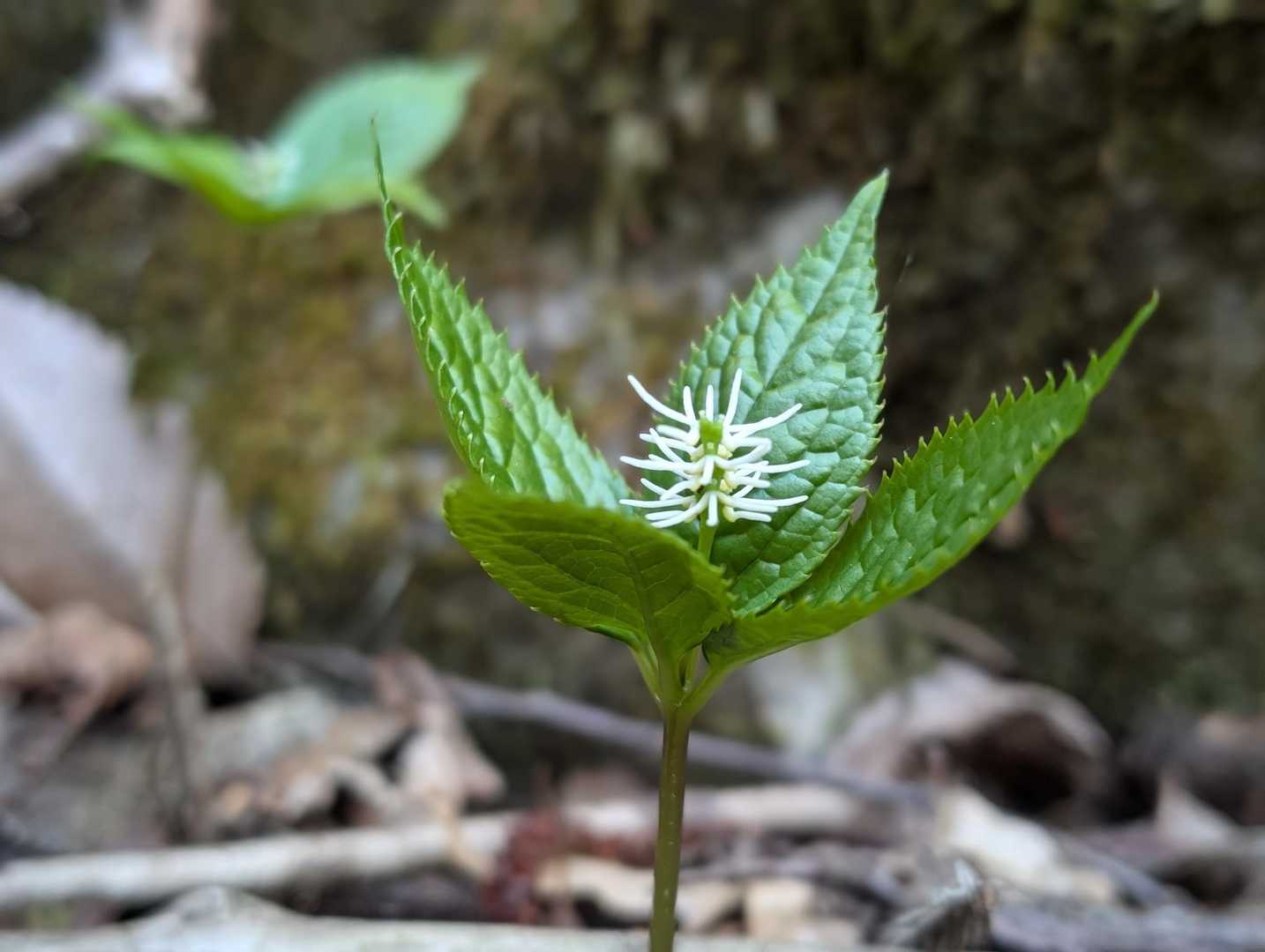 道端には、ヒトリシズカがひっそりと咲いていました。