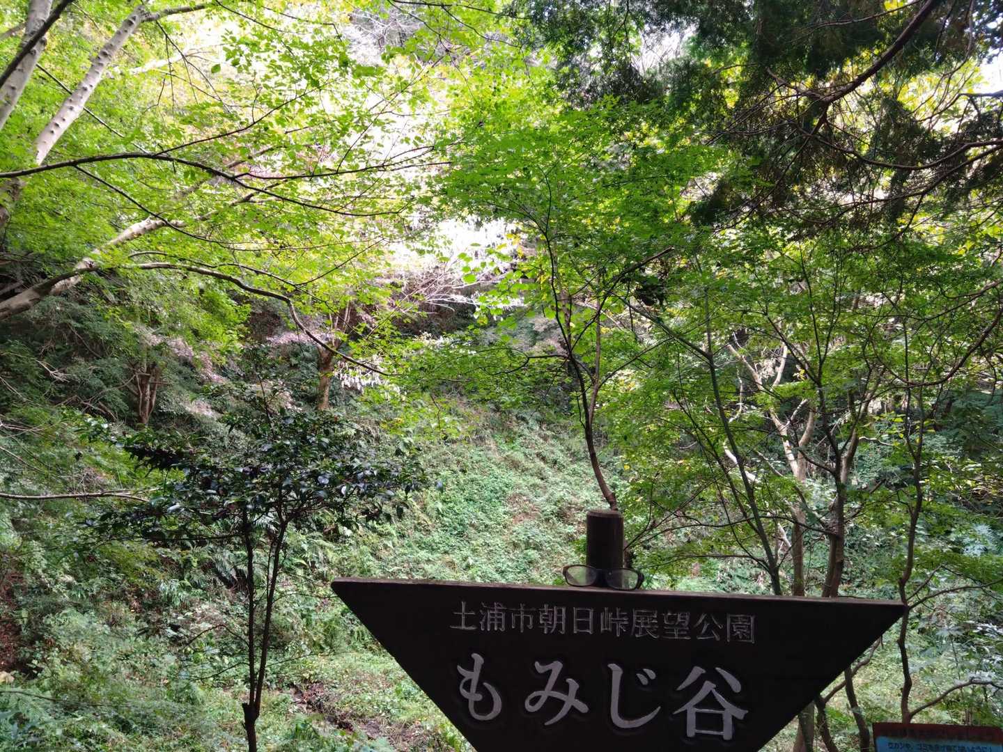 まだまだ🍁には早い