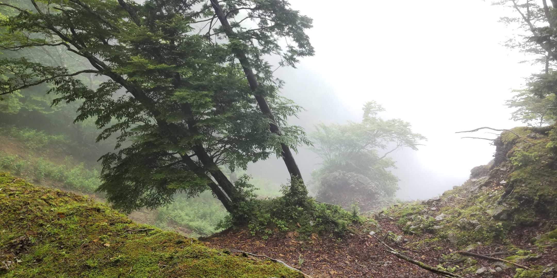 五番関トンネル登山口-五番関 周回コースの写真