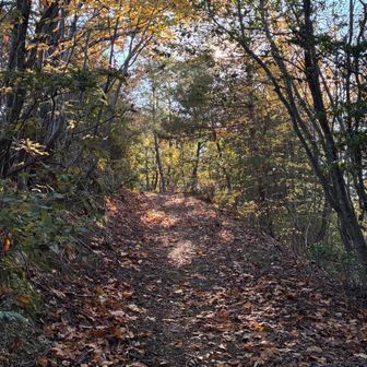 木漏れ日の道が良き良き