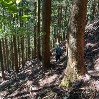 ここで、坂本登山口から登ってきたtameさんとお別れ
ありがとうございましたぁ
サイコーだった