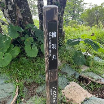 ほとんど展望のない檜洞山山頂