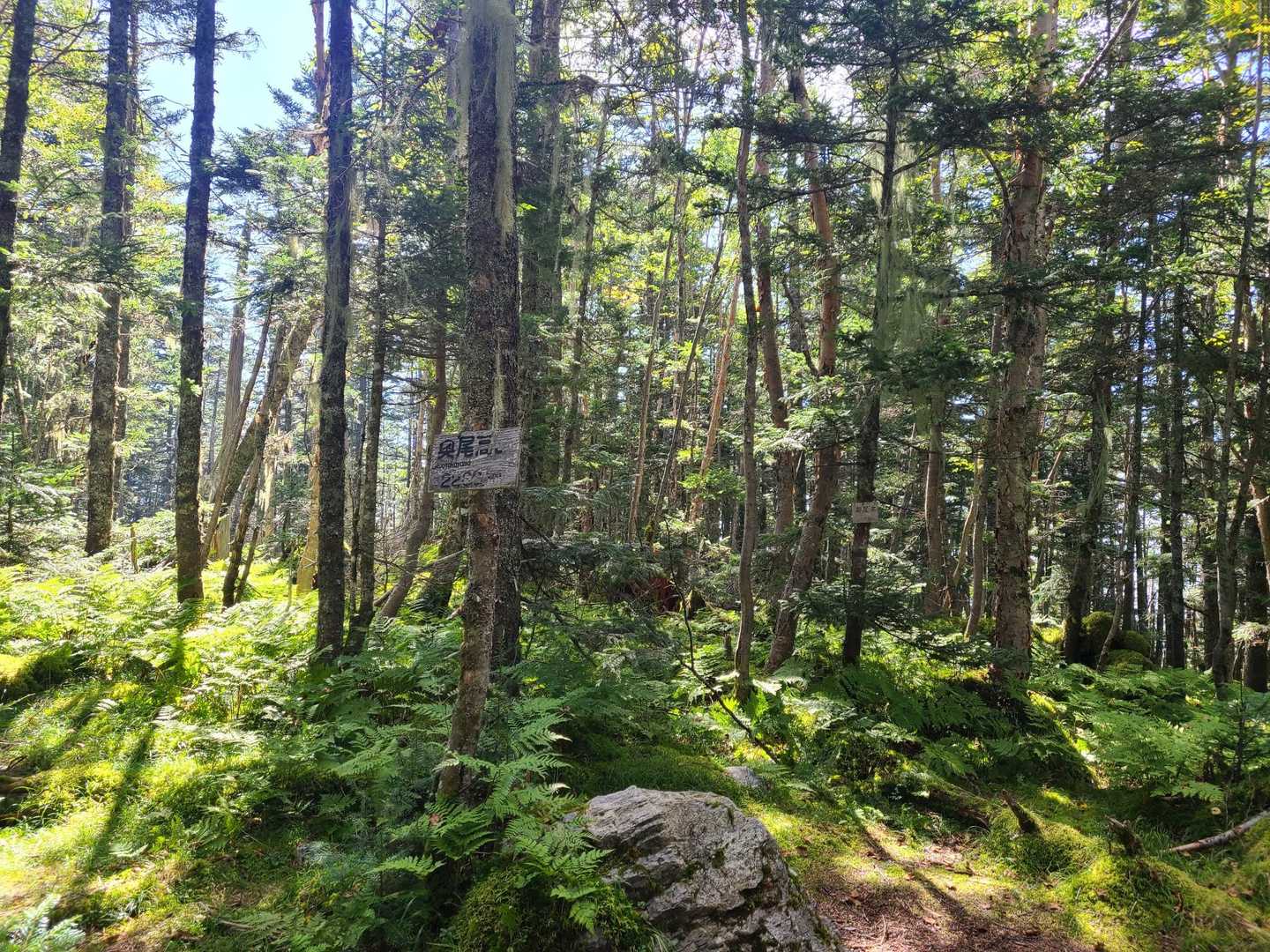 しらびそ峠-前尾高山-尾高山-奥尾高山-岩本山 往復コースの写真