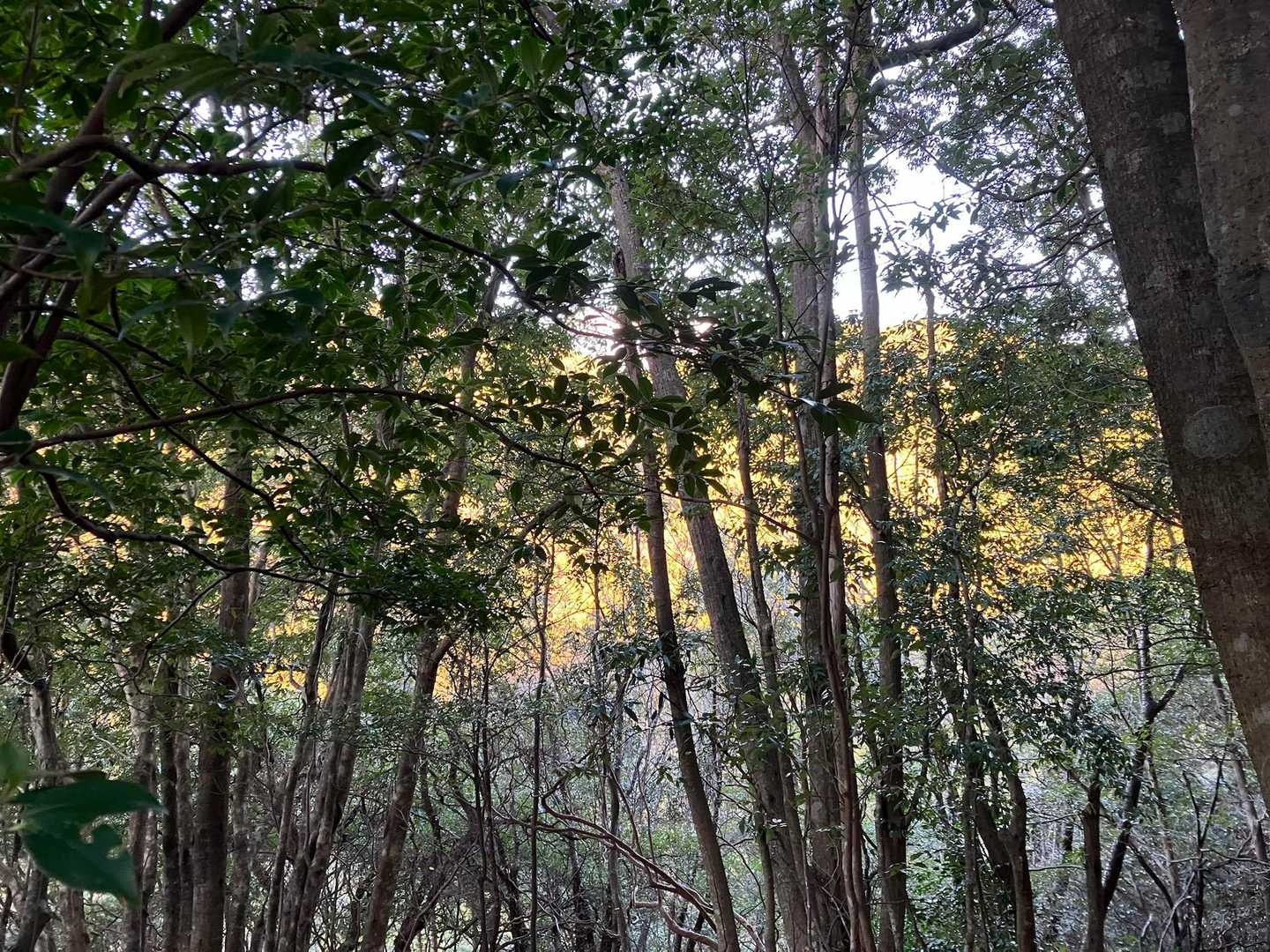 向こうのお山に朝日が
良い天気になりそう