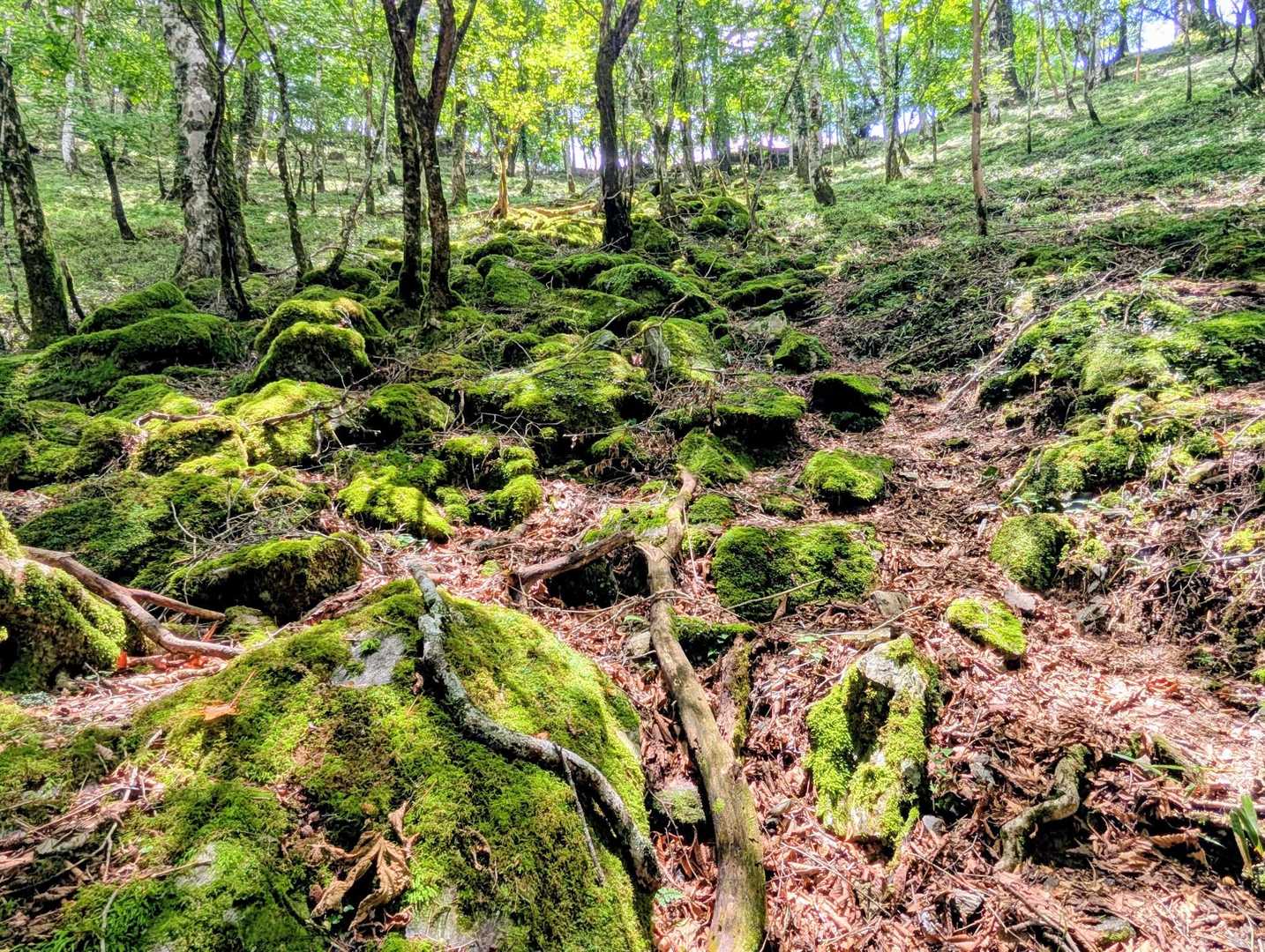 苔モフモフゾーンを登っていく