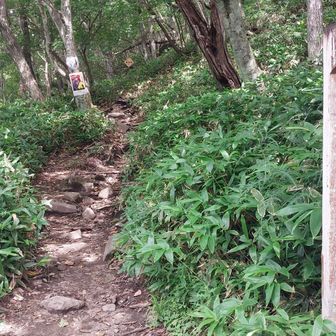 駒ヶ岳側の道は黒檜山登山口の登山道より登りやすい感じでした。