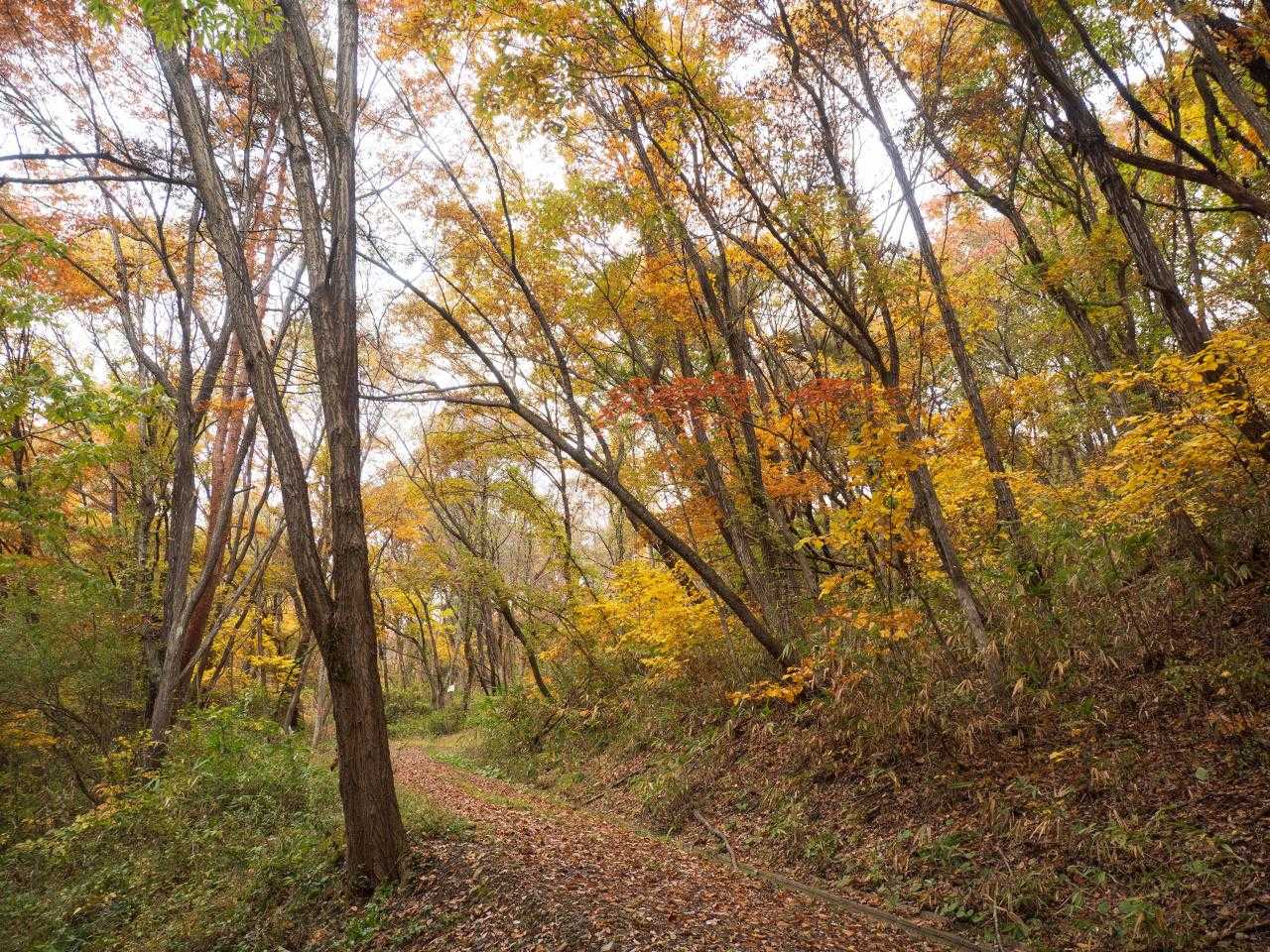 登山道を行く