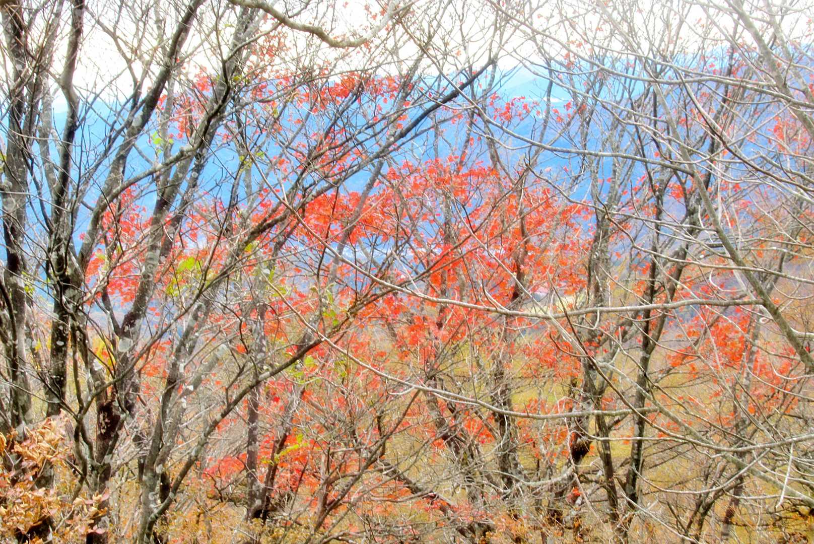だって・・
下りて行くと・・
「紅葉が見えてくるんですよ～🙌」
「ね！ こんな赤🍁」
