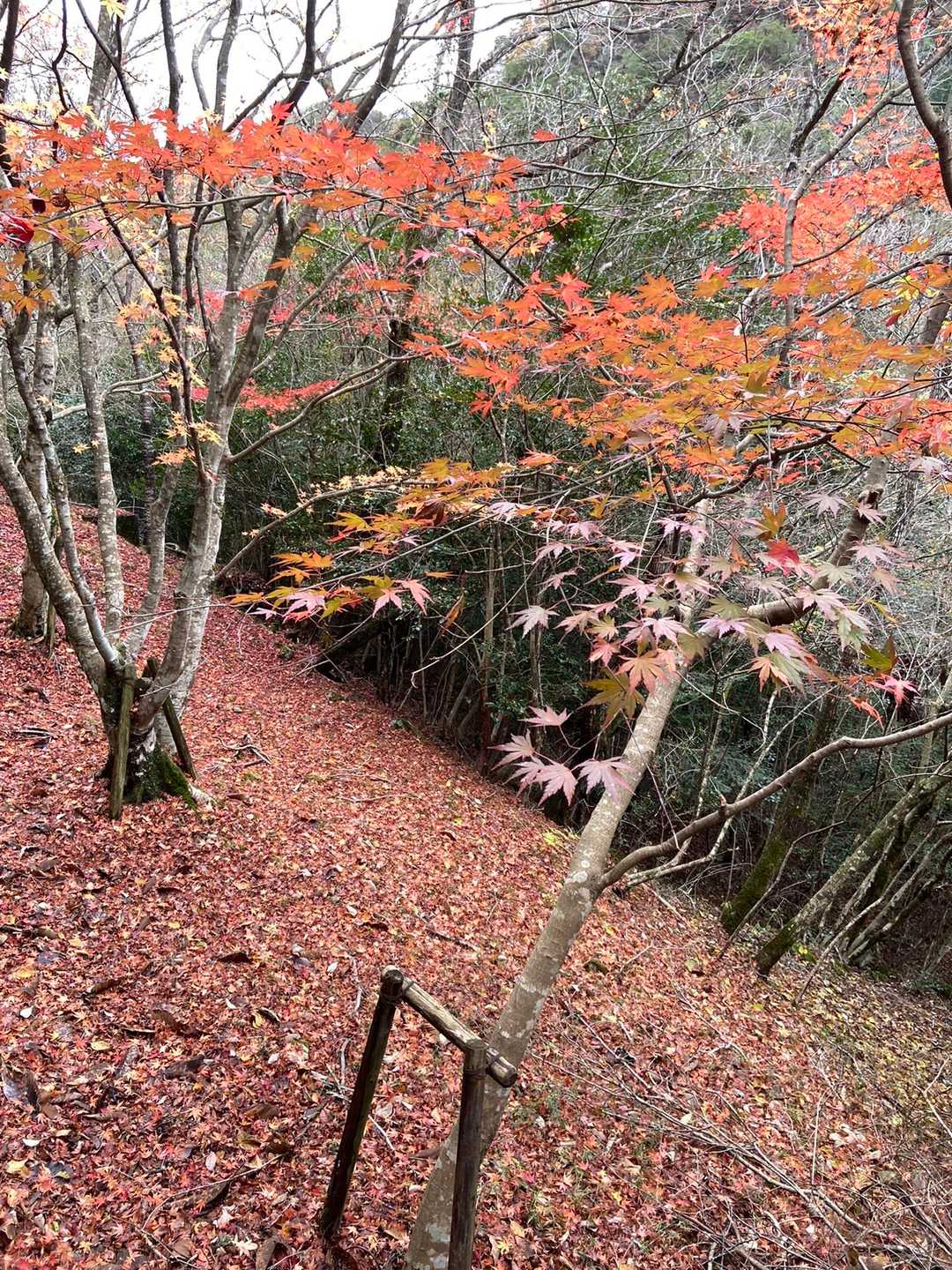 紅葉🍁を見ながらスタート地点にテクテク歩いて戻ります。