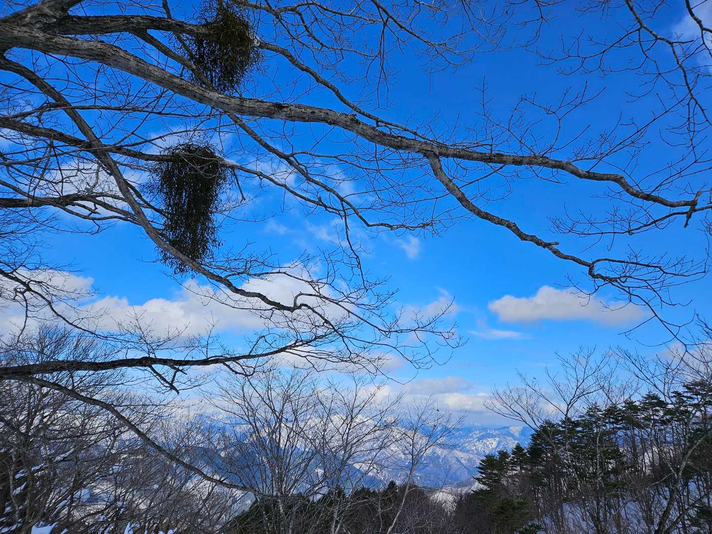 宿り木だ！

〽羽休め忍ぶ雪嶺遥かなり　ミズトモ

私もこの梢に止まる鳥やろか。