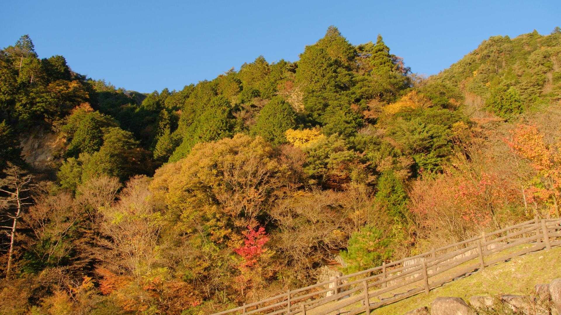 赤や黄色など。