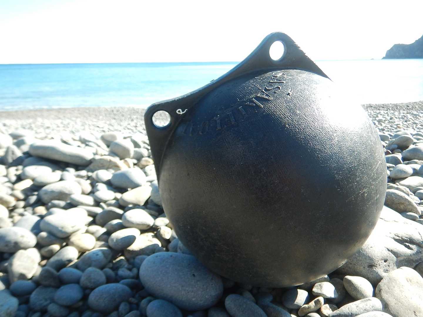 海に忘れられ、浜に打ち上げられても、その姿はどこか凛としている