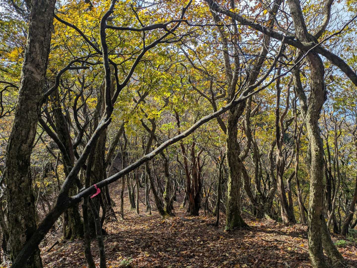 銚子ヶ口登山口-銚子ヶ口-大峠の頭-水舟の池 往復コースの写真