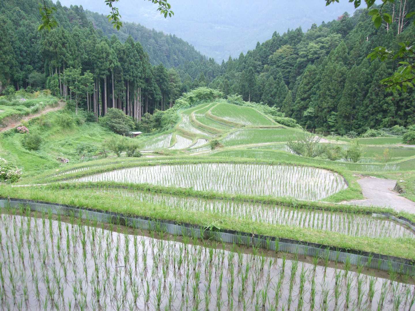 樫原の棚田