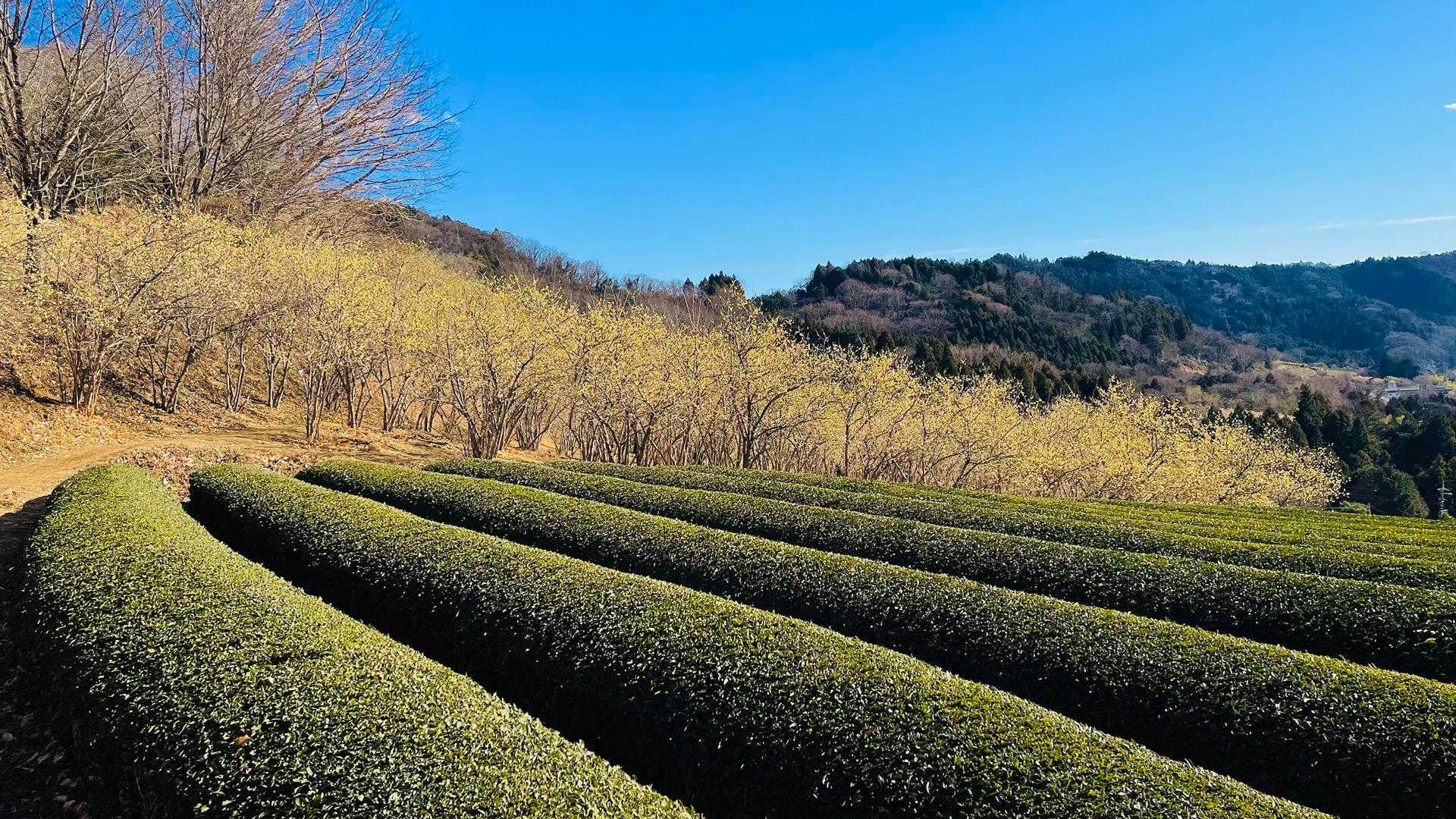 茶畑とのコントラスト