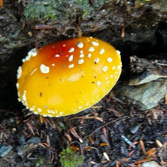 ベニテングタケ
