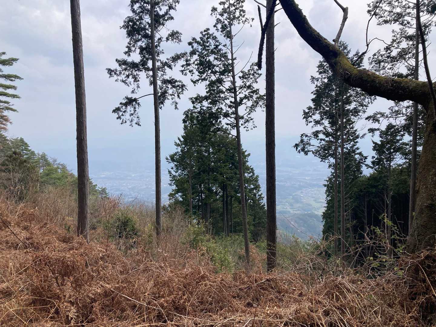 行者杉からの景色
見えんね