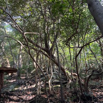 日がさしてきました