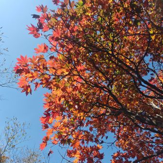九州の紅葉は始まったばかり