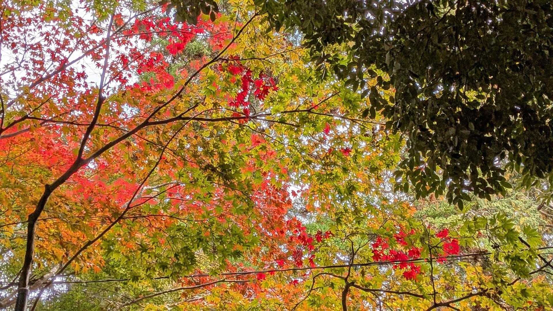 筑波山神社-筑波山-つつじヶ丘 縦走コースの写真