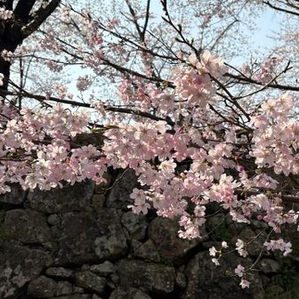 ピンクがかった桜🌸