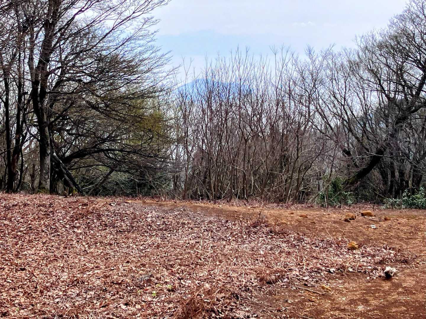 木だらけ…🤣
かつては見えてたんかな😅