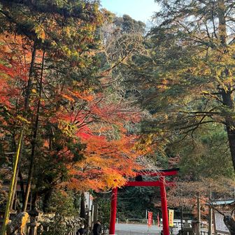 鳥居⛩️の朱が映えてる