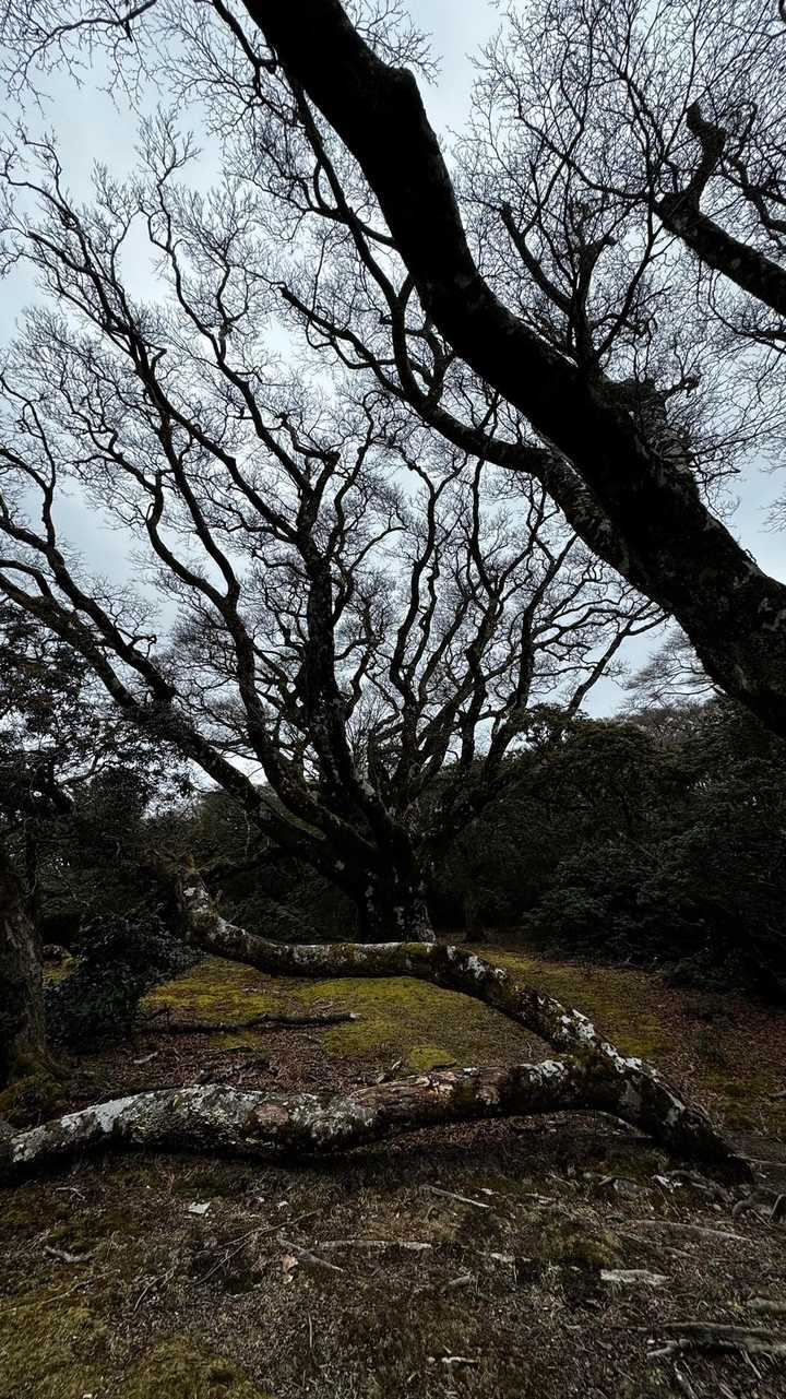 伊豆山陵線トレイル（三蓋山・水呑頭・猫越岳・後藤山・魂の山・棚場山・伽藍山・古稀山・達磨山・小達磨山） の写真 23
