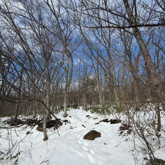 いよいよ樹林帯へ突入