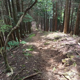 権次入峠から都県境尾根を南下する
この黒山までの区間は初めての道