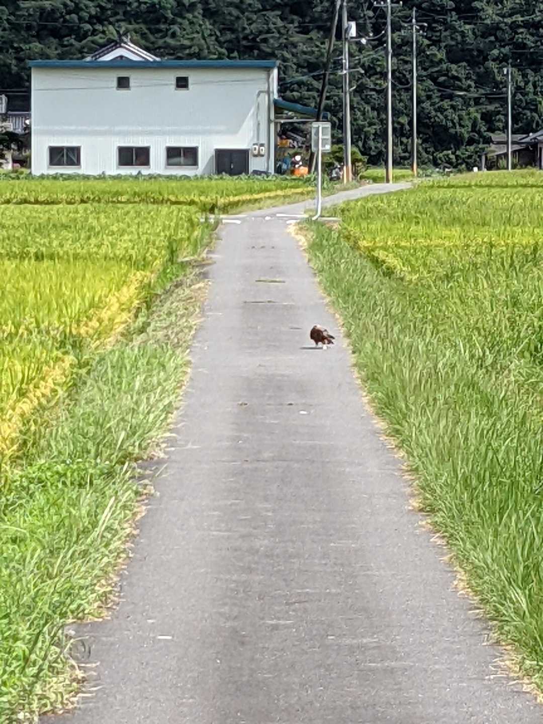 トンビが何か食べてます