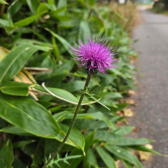 💜

先程の学生さんに「ワンダーフォーゲル部と山岳部の違い」を聞いてみたら、やはり山以外にも自転車をやるそうな♪
なかなかお金もかかるけど、出きるならたくさんチャレンジしたほうが良いよね♡

若い頃から自然の良さに触れてなんとも羨ましいかぎりです😆
……………………………
ワンダーフォーゲル部（通称：ワンゲル部）とは、ドイツ語で「渡り鳥」を意味する言葉を原点とし、仲間と共に自然の中を歩き、アウトドア活動を行う部活動です。 
(Google先生より引用)