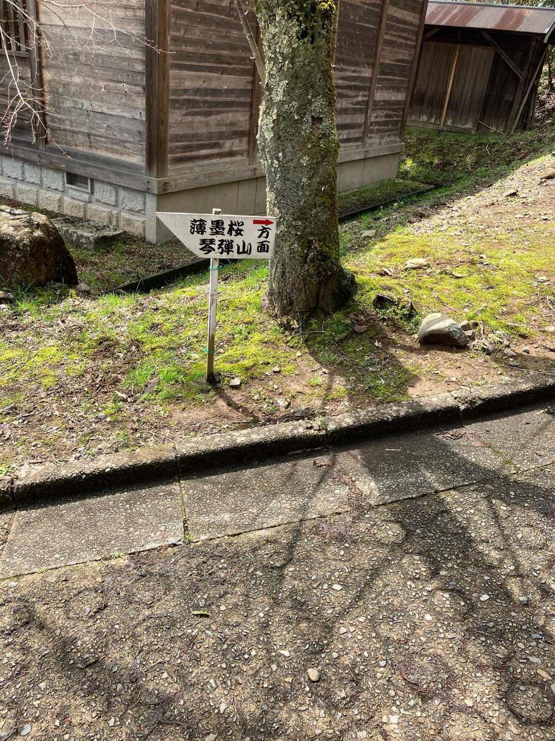 桜祭りやから桜見に行こうと🌸