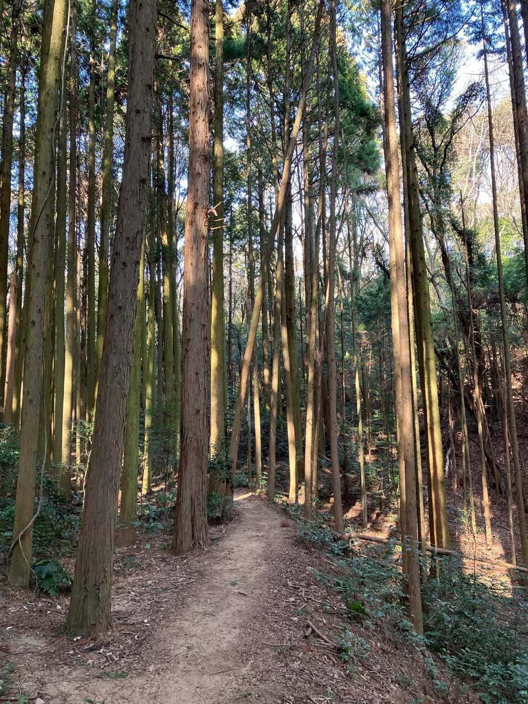 赤坂山への平坦な道