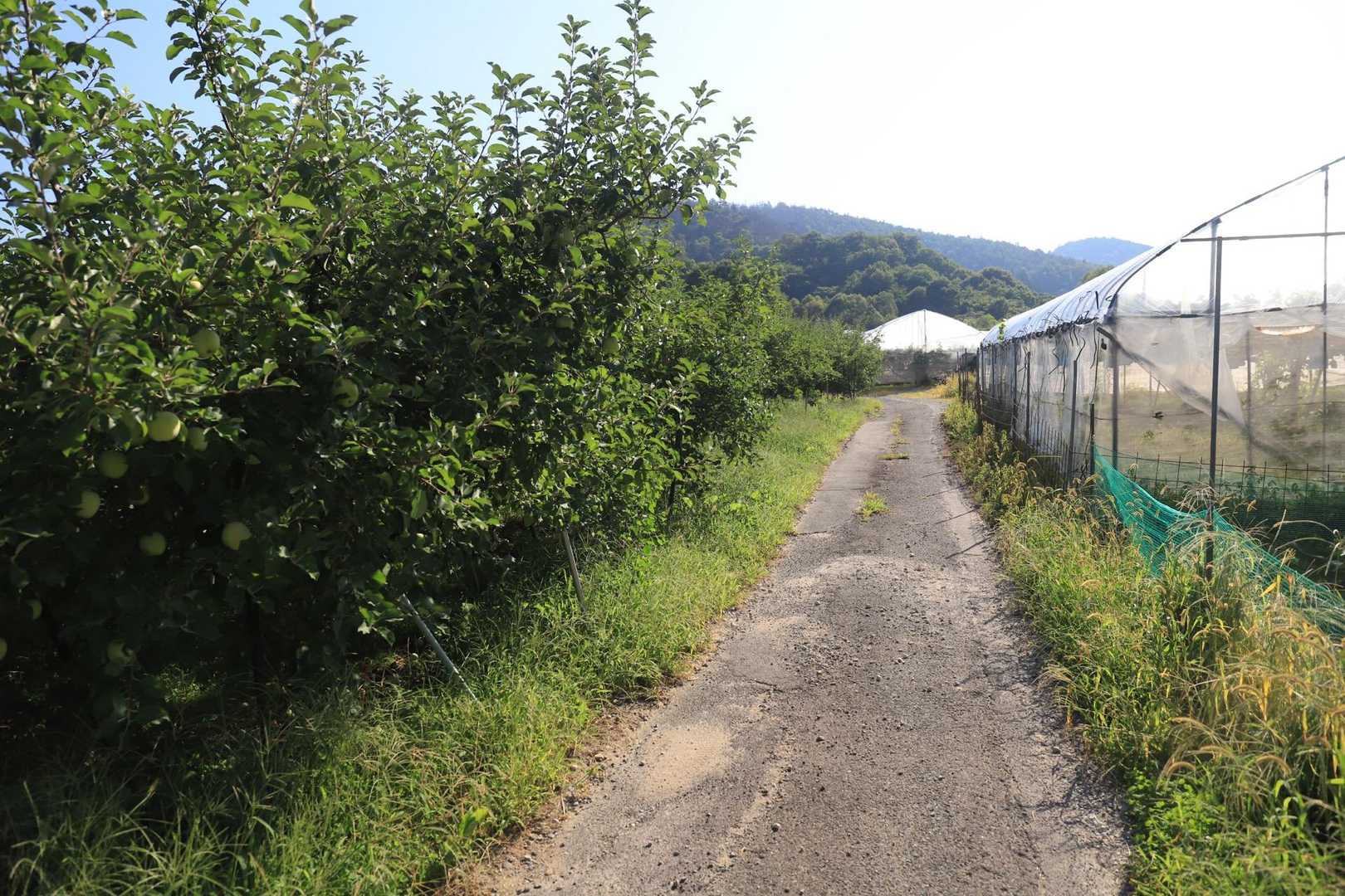 向山公園の駐車場に停めさせていただきスタート
りんご園の間を歩いて登山道へ向かいます