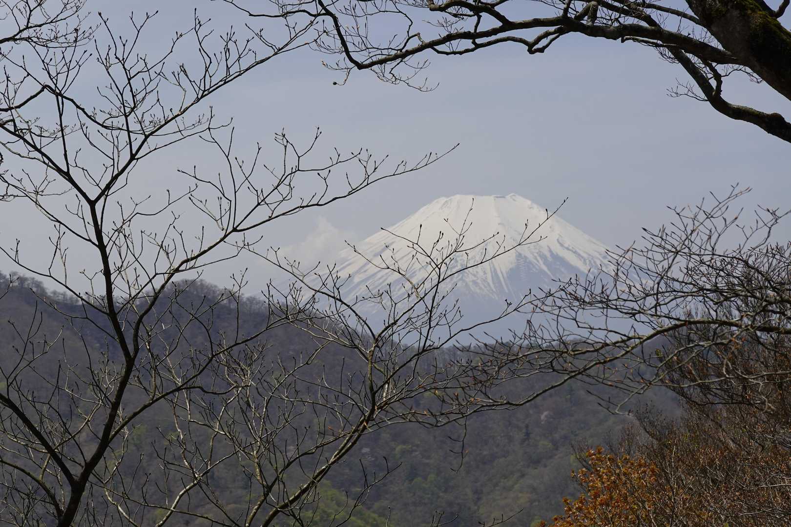 木の間からよく見えます。