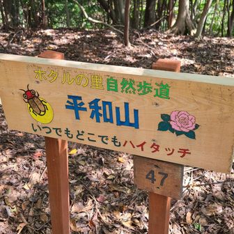平和山
怪しい山頂区間が始まる(笑)