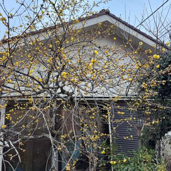 南高尾入り口もう蝋梅が！