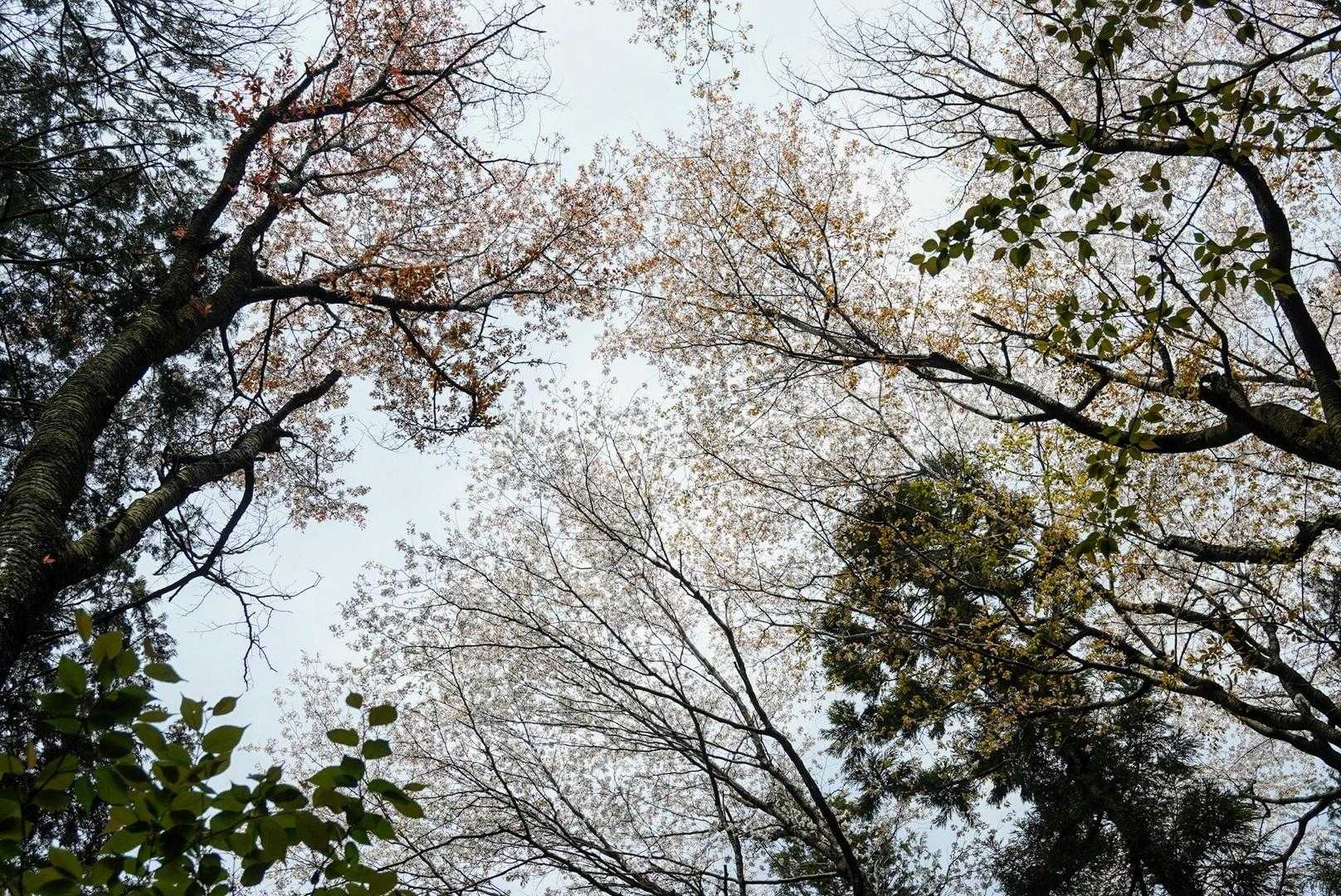 上には山櫻🎵