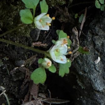 沢にはまた🌸😺が葯が赤よりオレンジに見える