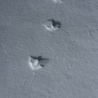 ライチョウさんの山歩道