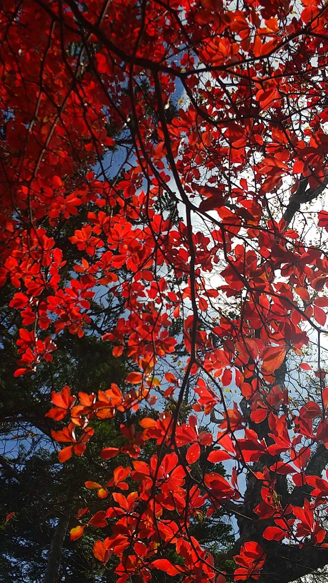 ドウダンツツジの紅葉🍁