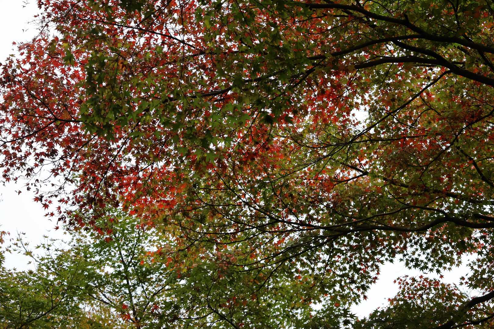 岩戸の紅葉はこれからかな