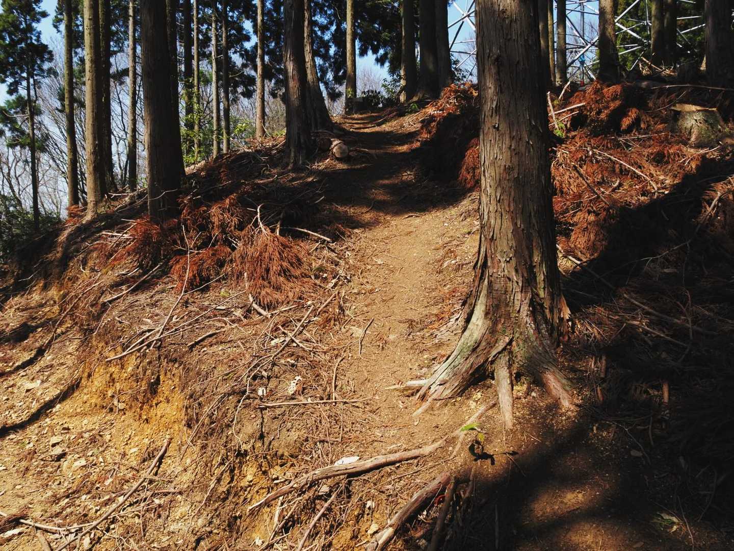 ネットをくぐると普通に登山道になった。