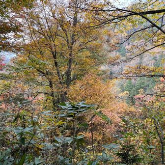紅葉が良い感じ
