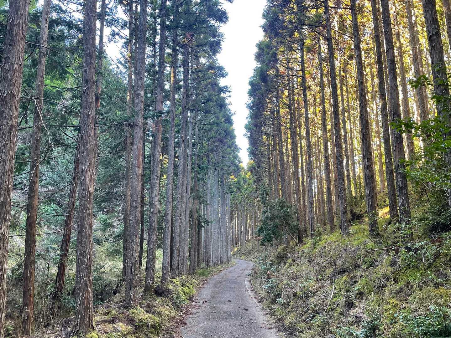 再び林道が始まります。
今日は山道と舗装路が交互にやってきますね。